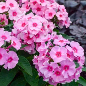 Phlox Magical Pink EyeZ Live Plant - Tall Garden Phlox Plug, 1-3 Inch - Image 1
