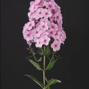 Phlox Magical Pink EyeZ Live Plant - Tall Garden Phlox Plug, 1-3 Inch - Image 2
