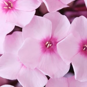 Phlox Magical Pink EyeZ Live Plant - Tall Garden Phlox Plug, 1-3 Inch - Image 3