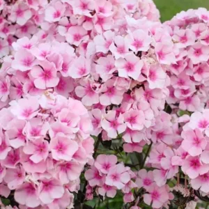 Phlox Magical Pink EyeZ Live Plant - Tall Garden Phlox Plug, 1-3 Inch - Image 4