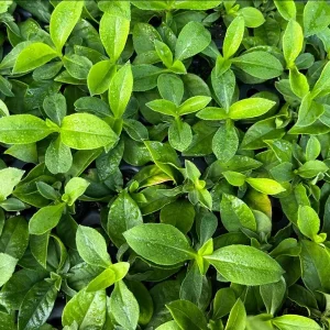 Phlox Magical Pink EyeZ Live Plant - Tall Garden Phlox Plug, 1-3 Inch - Image 5