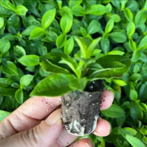 Phlox Magical Pink EyeZ Live Plant - Tall Garden Phlox Plug, 1-3 Inch - Image 6