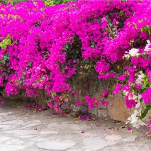 Pink Bougainvillea Live Starter Plant - 4 Inch Pot, Outdoor Garden Flower - Image 10