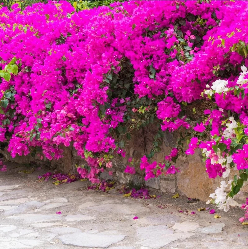 Pink Bougainvillea Live Starter Plant - 4 Inch Pot, Outdoor Garden Flower - Image 10