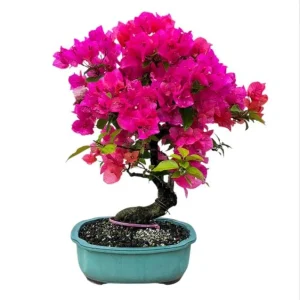 Pink Bougainvillea Live Starter Plant - 4 Inch Pot, Outdoor Garden Flower - Image 2