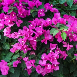 Pink Bougainvillea Live Starter Plant - 4 Inch Pot, Outdoor Garden Flower - Image 3