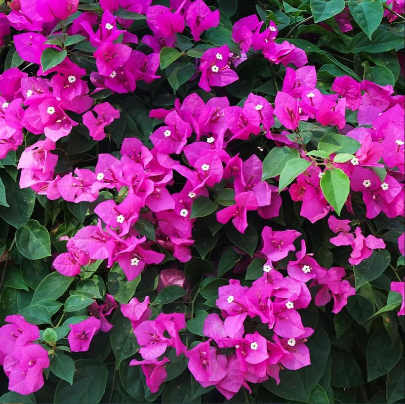 Pink Bougainvillea Live Starter Plant - 4 Inch Pot, Outdoor Garden Flower - Image 3