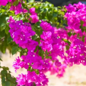 Pink Bougainvillea Live Starter Plant - 4 Inch Pot, Outdoor Garden Flower - Image 4