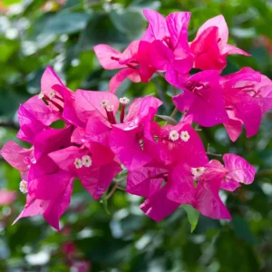 Pink Bougainvillea Live Starter Plant - 4 Inch Pot, Outdoor Garden Flower - Image 5