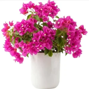 Pink Bougainvillea Live Starter Plant - 4 Inch Pot, Outdoor Garden Flower - Image 1