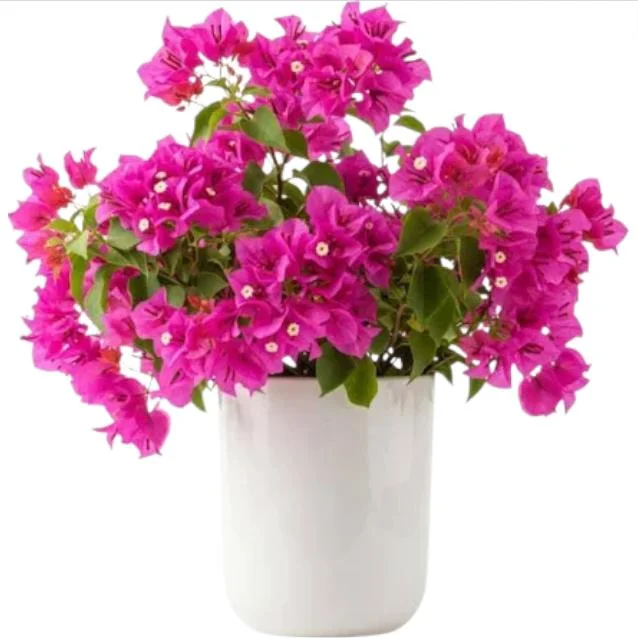Pink Bougainvillea Live Starter Plant - 4 Inch Pot, Outdoor Garden Flower - Image 1