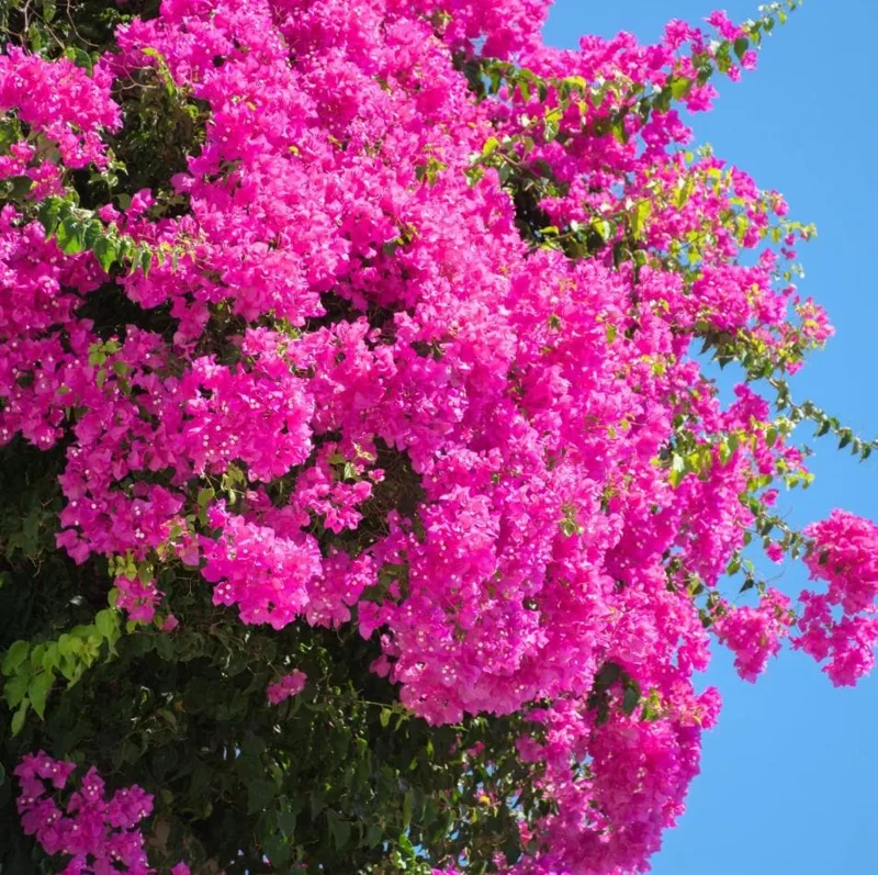 Pink Bougainvillea Live Starter Plant - 4 Inch Pot, Outdoor Garden Flower - Image 6