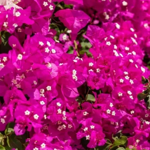 Pink Bougainvillea Live Starter Plant - 4 Inch Pot, Outdoor Garden Flower - Image 7
