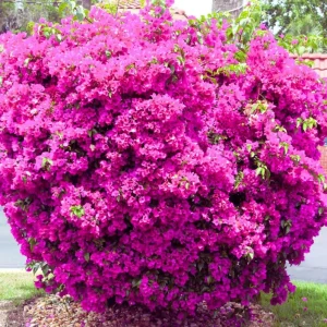 Pink Bougainvillea Live Starter Plant - 4 Inch Pot, Outdoor Garden Flower - Image 8
