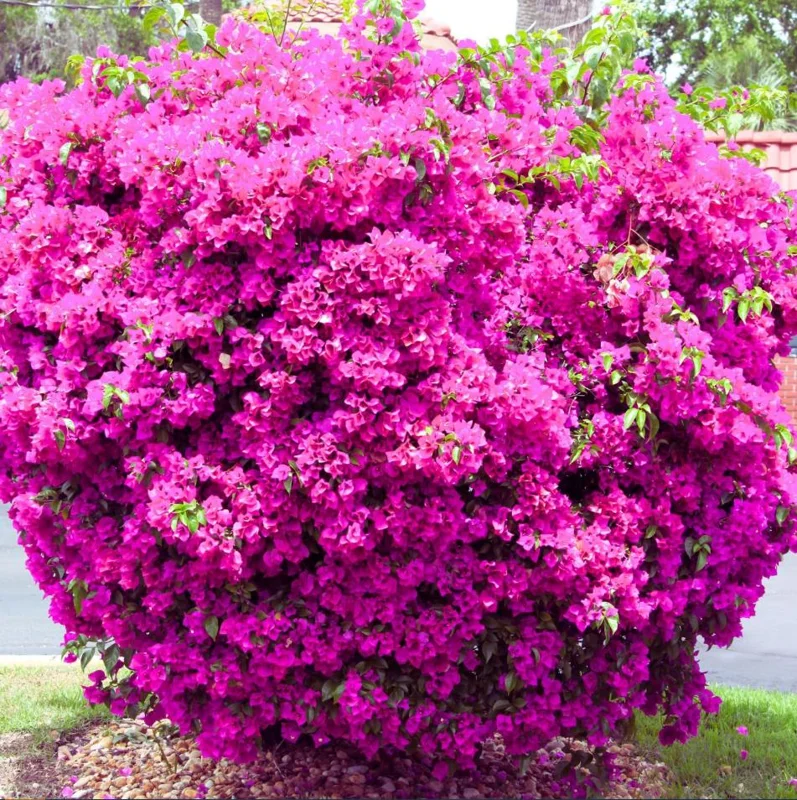 Pink Bougainvillea Live Starter Plant - 4 Inch Pot, Outdoor Garden Flower - Image 8