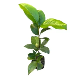 Pink Camellia Japonica Live Plant – 6-8 Inch Starter, 4 Inch Pot, Outdoor - Image 10