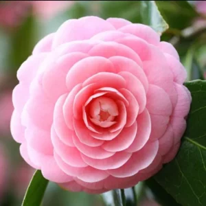 Pink Camellia Japonica Live Plant – 6-8 Inch Starter, 4 Inch Pot, Outdoor - Image 2