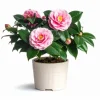 Pink Camellia Japonica Live Plant – 6-8 Inch Starter, 4 Inch Pot, Outdoor - Image 1
