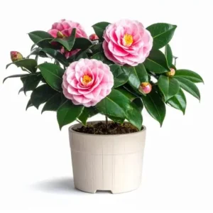 Pink Camellia Japonica Live Plant – 6-8 Inch Starter, 4 Inch Pot, Outdoor - Image 1
