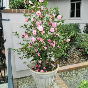 Pink Camellia Japonica Live Plant – 6-8 Inch Starter, 4 Inch Pot, Outdoor - Image 7