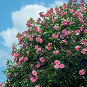 Pink Camellia Japonica Live Plant – 6-8 Inch Starter, 4 Inch Pot, Outdoor - Image 8