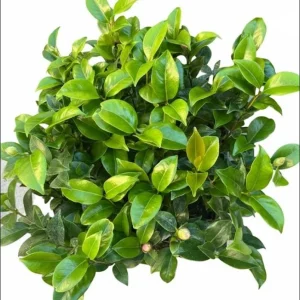 Pink Camellia Japonica Live Plant – 6-8 Inch Starter, 4 Inch Pot, Outdoor - Image 9