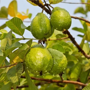 Pink Guava Live Plant - Sweet Tropical Fruit Tree Seedling, 4-8 Inch Tall, 4 Inch Pot - Image 6