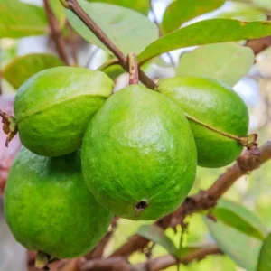 Pink Guava Live Plant - Sweet Tropical Fruit Tree Seedling, 4-8 Inch Tall, 4 Inch Pot - Image 9