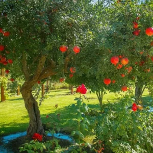 Pomegranate Live Starter Plant, Sweet Fruit Tree, 4-8 Inch Tall, 4 Inch Pot - Image 10