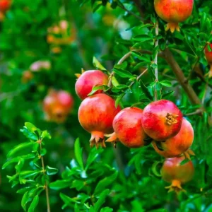Pomegranate Live Starter Plant, Sweet Fruit Tree, 4-8 Inch Tall, 4 Inch Pot - Image 2