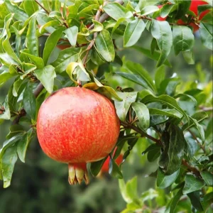 Pomegranate Live Starter Plant, Sweet Fruit Tree, 4-8 Inch Tall, 4 Inch Pot - Image 3