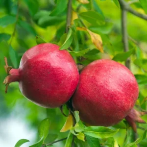 Pomegranate Live Starter Plant, Sweet Fruit Tree, 4-8 Inch Tall, 4 Inch Pot - Image 5