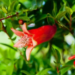 Pomegranate Live Starter Plant, Sweet Fruit Tree, 4-8 Inch Tall, 4 Inch Pot - Image 6