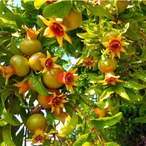 Pomegranate Live Starter Plant, Sweet Fruit Tree, 4-8 Inch Tall, 4 Inch Pot - Image 7