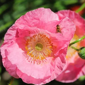 Poppy Champagne Bubbles Pink Plug – Live Starter Plant – 1-3 Inch Tall - Image 2