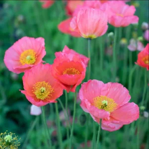 Poppy Champagne Bubbles Pink Plug – Live Starter Plant – 1-3 Inch Tall - Image 3