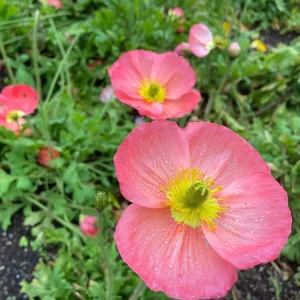 Poppy Champagne Bubbles Pink Plug – Live Starter Plant – 1-3 Inch Tall - Image 4