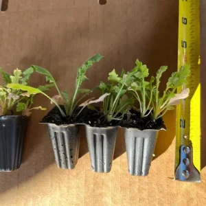 Poppy Champagne Bubbles Pink Plug – Live Starter Plant – 1-3 Inch Tall - Image 8