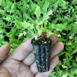 Poppy Champagne Bubbles Pink Plug – Live Starter Plant – 1-3 Inch Tall - Image 9