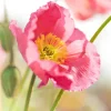 Poppy Champagne Bubbles Pink Plug – Live Starter Plant – 1-3 Inch Tall - Image 1