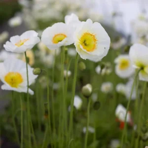 Poppy Champagne Bubbles White Live Starter Plant – 1-3 Inch Plug – Outdoor Flower - Image 2