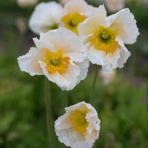 Poppy Champagne Bubbles White Live Starter Plant – 1-3 Inch Plug – Outdoor Flower - Image 3