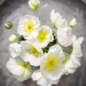 Poppy Champagne Bubbles White Live Starter Plant – 1-3 Inch Plug – Outdoor Flower - Image 4