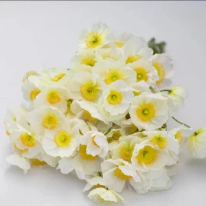 Poppy Champagne Bubbles White Live Starter Plant – 1-3 Inch Plug – Outdoor Flower - Image 6