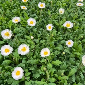 Poppy Champagne Bubbles White Live Starter Plant – 1-3 Inch Plug – Outdoor Flower - Image 7