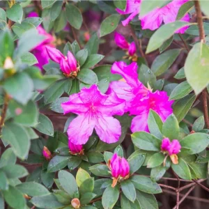 Purple Azalea Live Plant - Formosa Azalea Shrub, 6-8 Inch Tall, 3 Inch Pot - Image 10