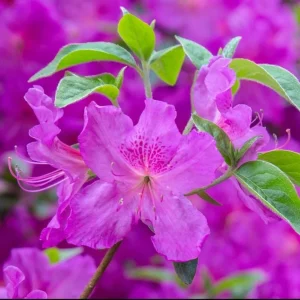 Purple Azalea Live Plant - Formosa Azalea Shrub, 6-8 Inch Tall, 3 Inch Pot - Image 2