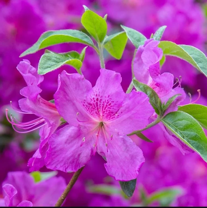 Purple Azalea Live Plant - Formosa Azalea Shrub, 6-8 Inch Tall, 3 Inch Pot - Image 2