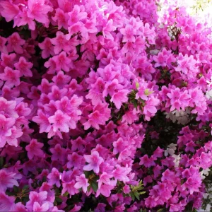 Purple Azalea Live Plant - Formosa Azalea Shrub, 6-8 Inch Tall, 3 Inch Pot - Image 3