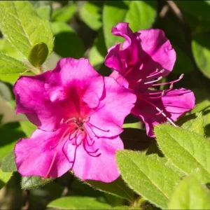 Purple Azalea Live Plant - Formosa Azalea Shrub, 6-8 Inch Tall, 3 Inch Pot - Image 4